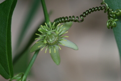 Passiflora suberosa